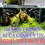 Dịch vụ chuyển bể cá cảnh uy tín tại Hà Nội