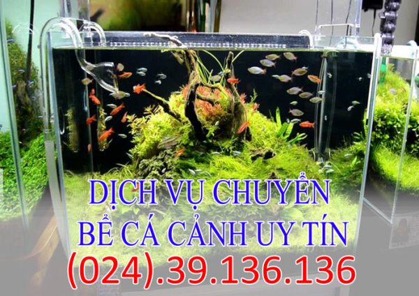 Dịch vụ chuyển bể cá cảnh uy tín tại Hà Nội